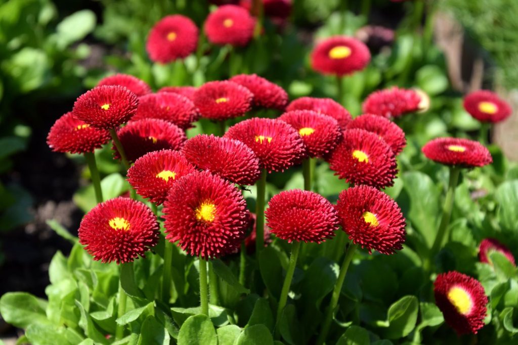 Red Bellis English Daisy Self-Seeding Flower Seeds, Compact, Rich Red Blooms for Borders