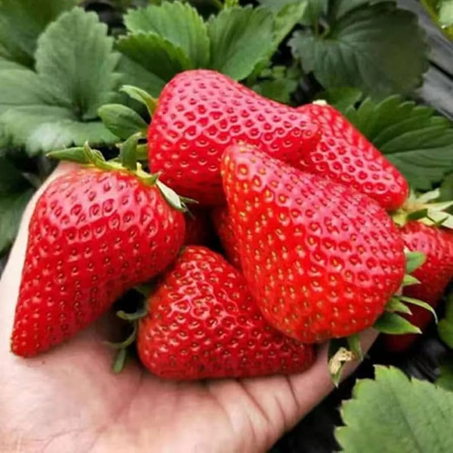 Bellis perennis Daisy Strawberry seedlings growing