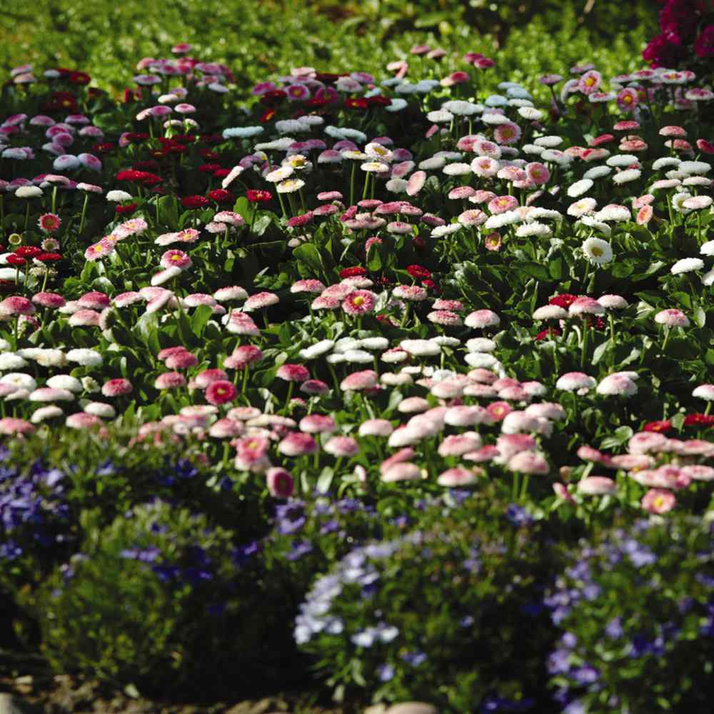 Bellis Mix Flower Seeds