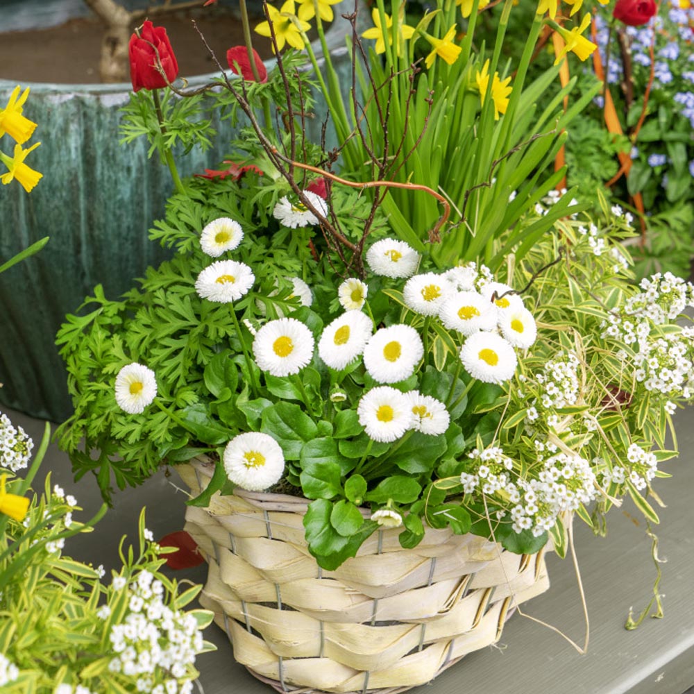 Bellis White Bloom Seeds