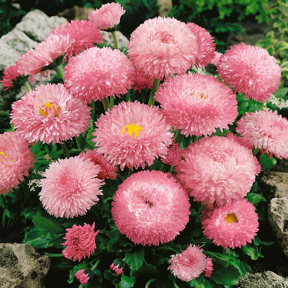 Bellis Rose Bloom Seeds