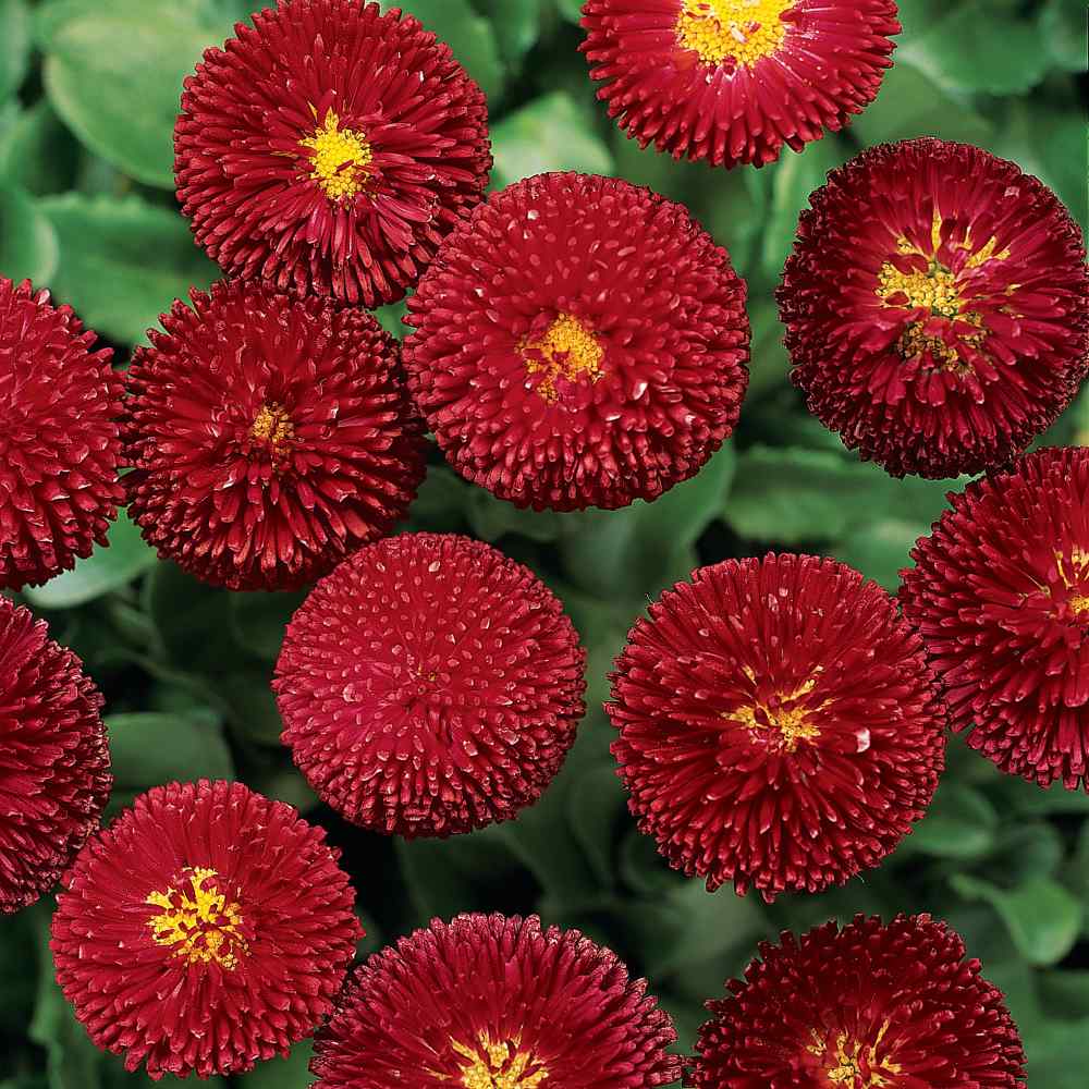 Bellis Red Bloom Seeds