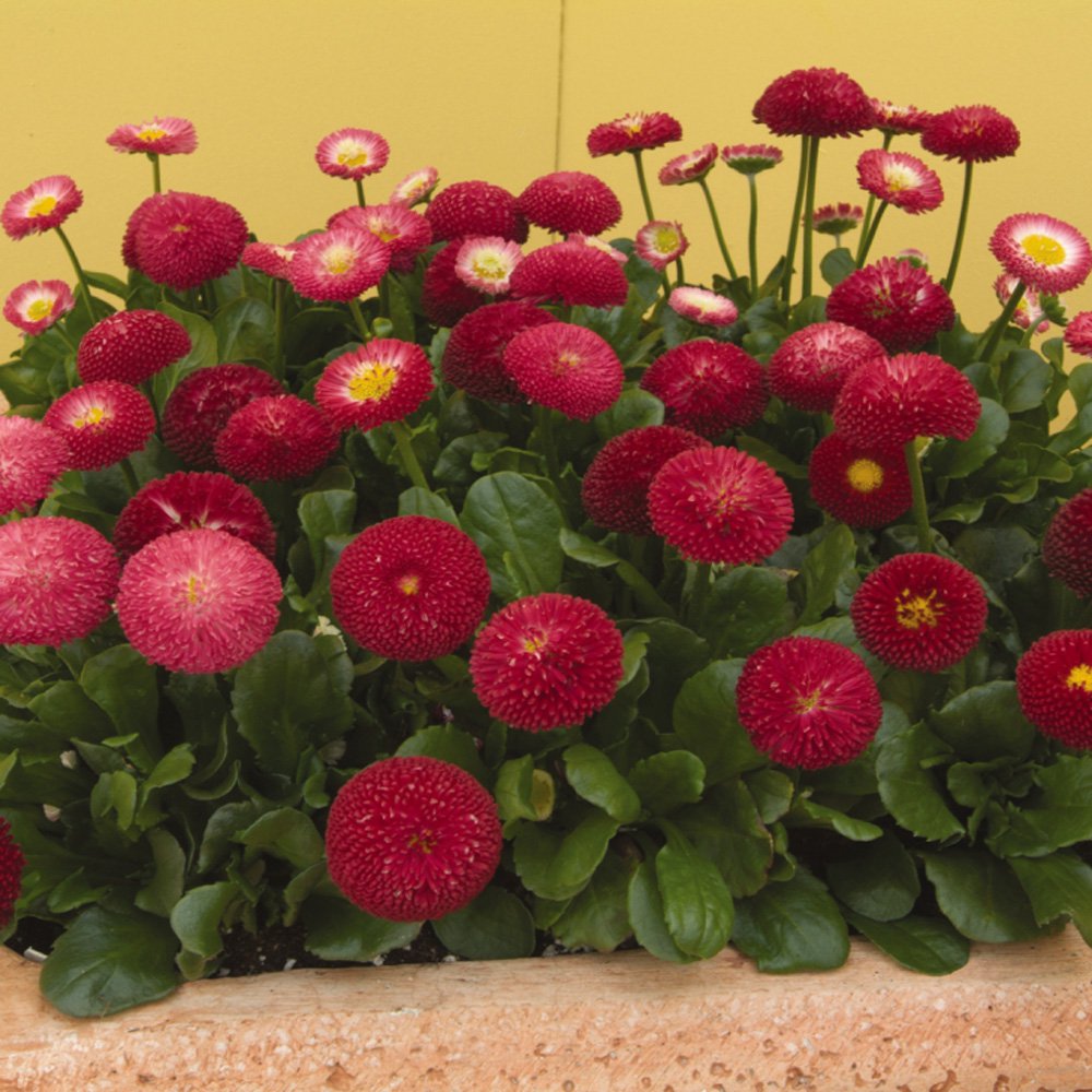 Bellis Red Bloom Seeds