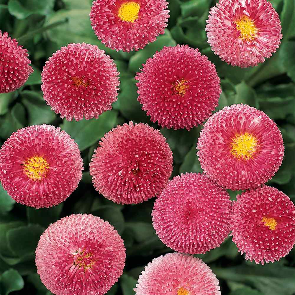 Bellis Rose Bloom Seeds