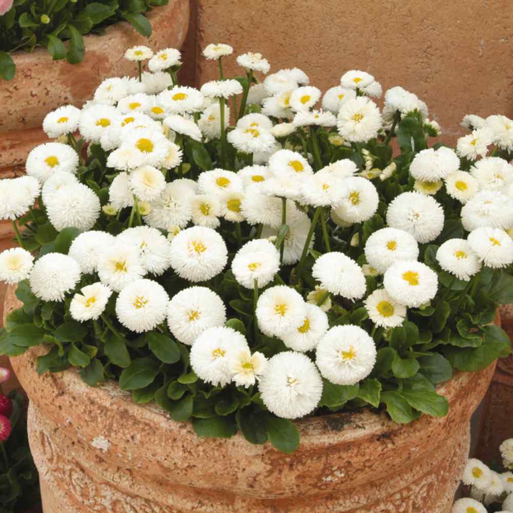 Bellis White Bloom Seeds