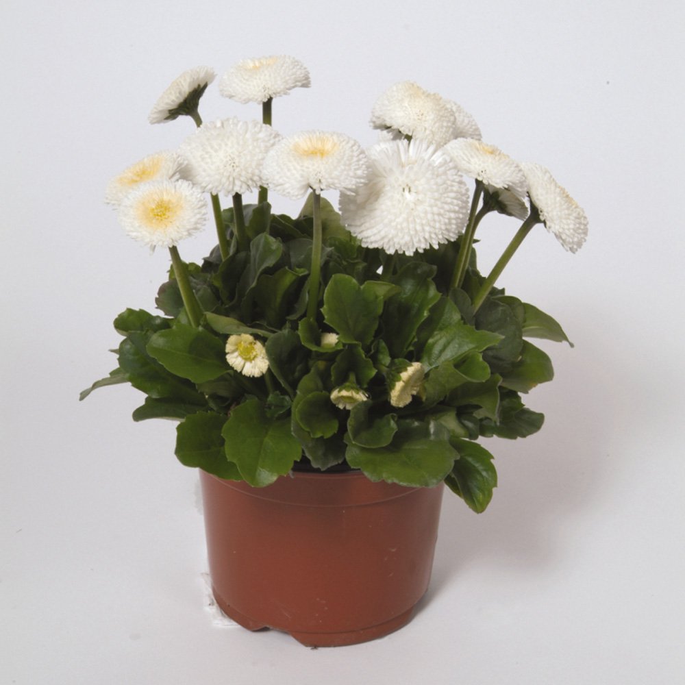 Bellis White Bloom Seeds