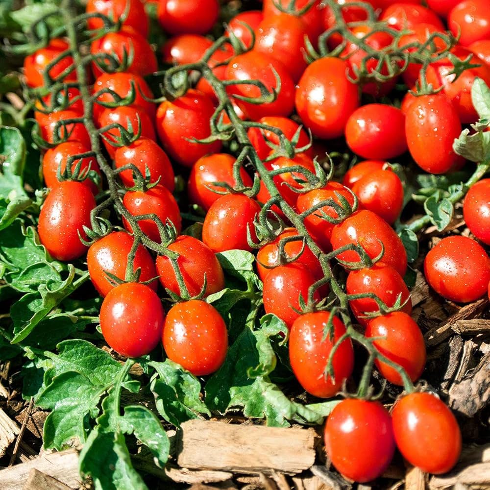 Bellstar tomato seeds – compact and early - producing for sauces and slicing - Dharaseeds