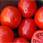 Bellstar tomato seeds – compact and early - producing for sauces and slicing - Dharaseeds