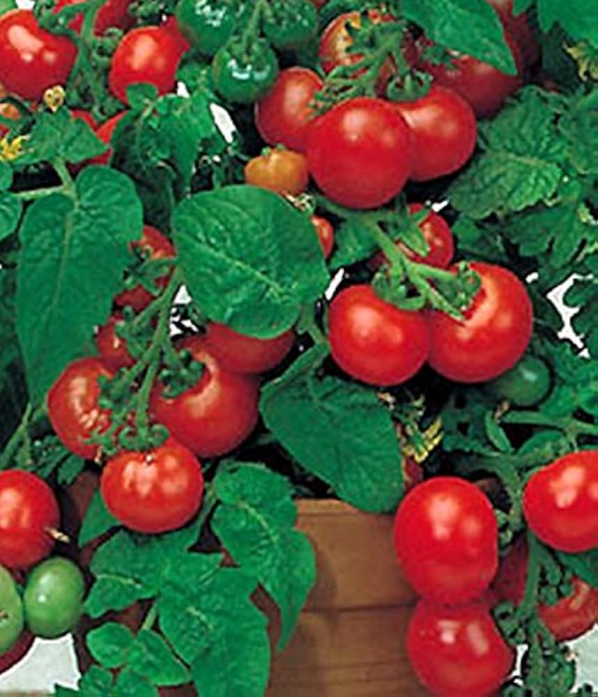 Bellstar tomato seeds – compact and early - producing for sauces and slicing - Dharaseeds
