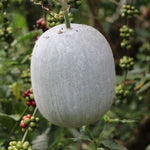 Benincasa Hispida seedlings growing in warm garden soil