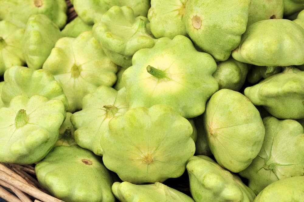 Benning’s Green Tint scallop squash seeds – heirloom pattypan variety - Dharaseeds