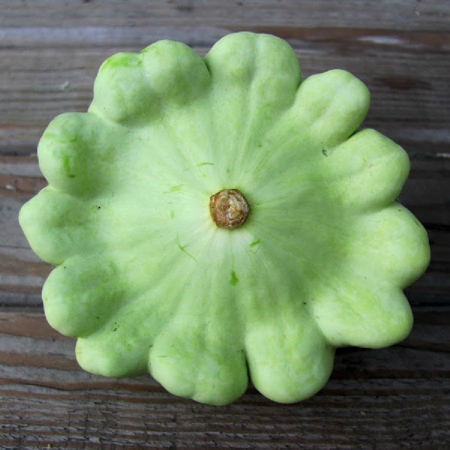 Benning’s Green Tint scallop squash seeds – heirloom pattypan variety - Dharaseeds