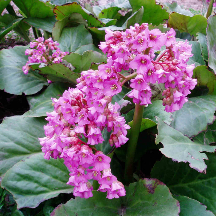 Red Bergenia Flower Seeds for Planting - 100 pcs