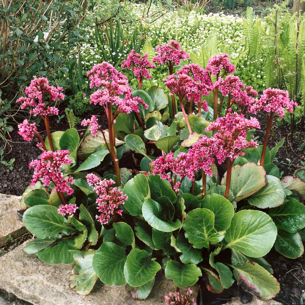 Bergenia Cordifolia Perennial Seeds