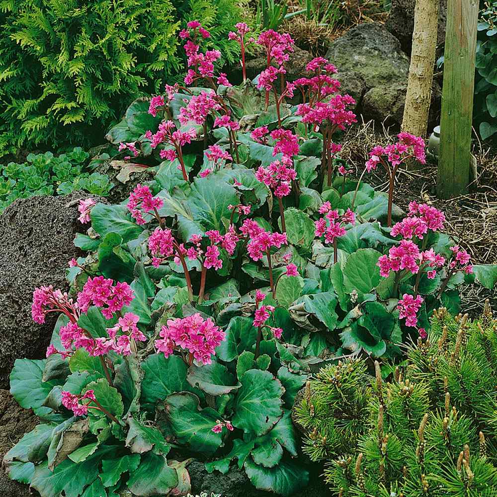 Bergenia Cordifolia Perennial Seeds