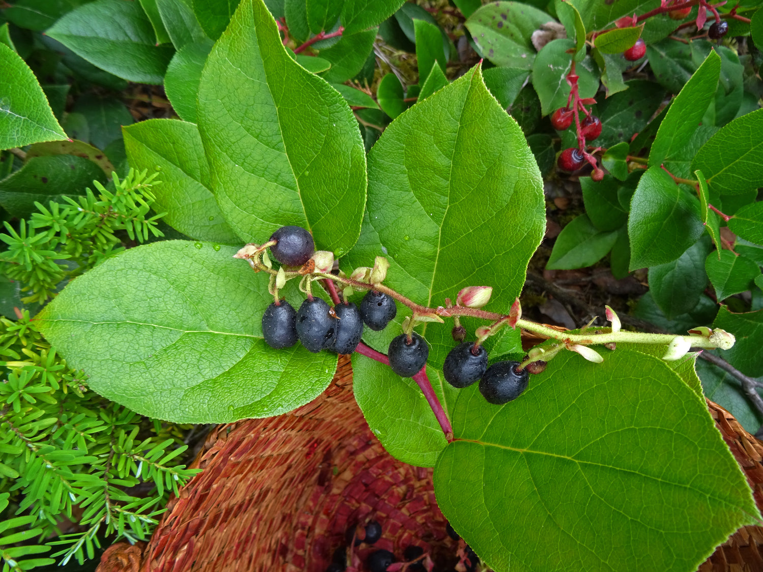 Salal Berry – Wild Pacific Northwest Superfruit