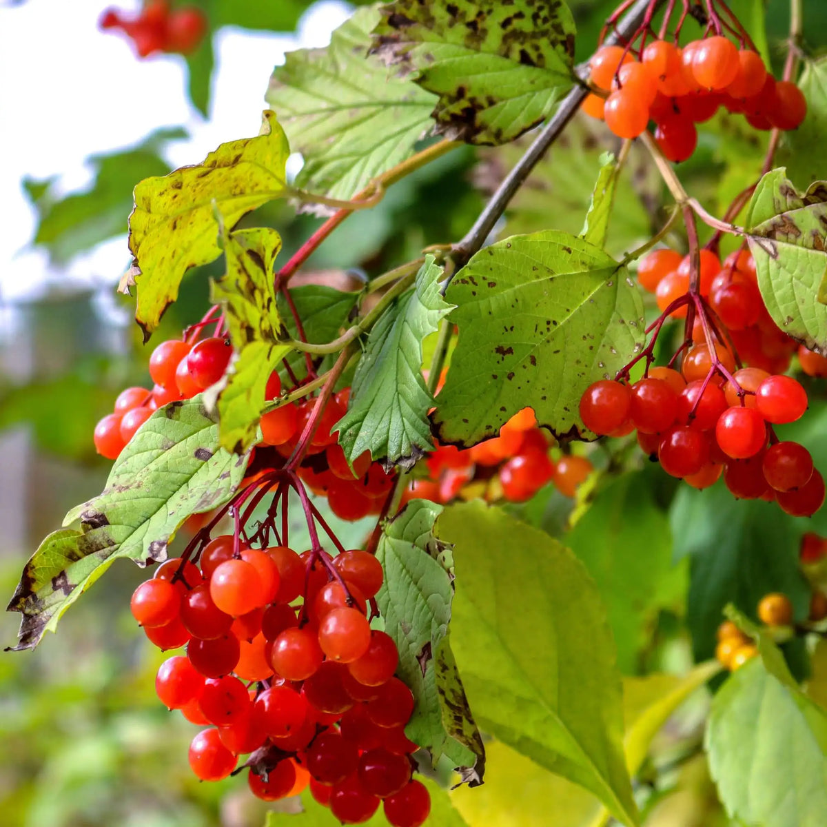 Berry seeds for balcony gardening high germination