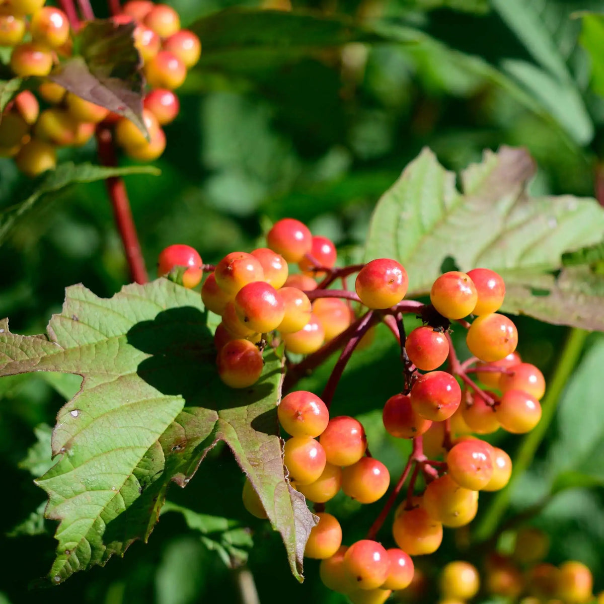 Berry seeds for terrace gardening in grow bags