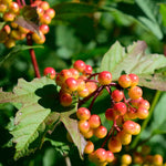 Berry seeds for terrace gardening in grow bags