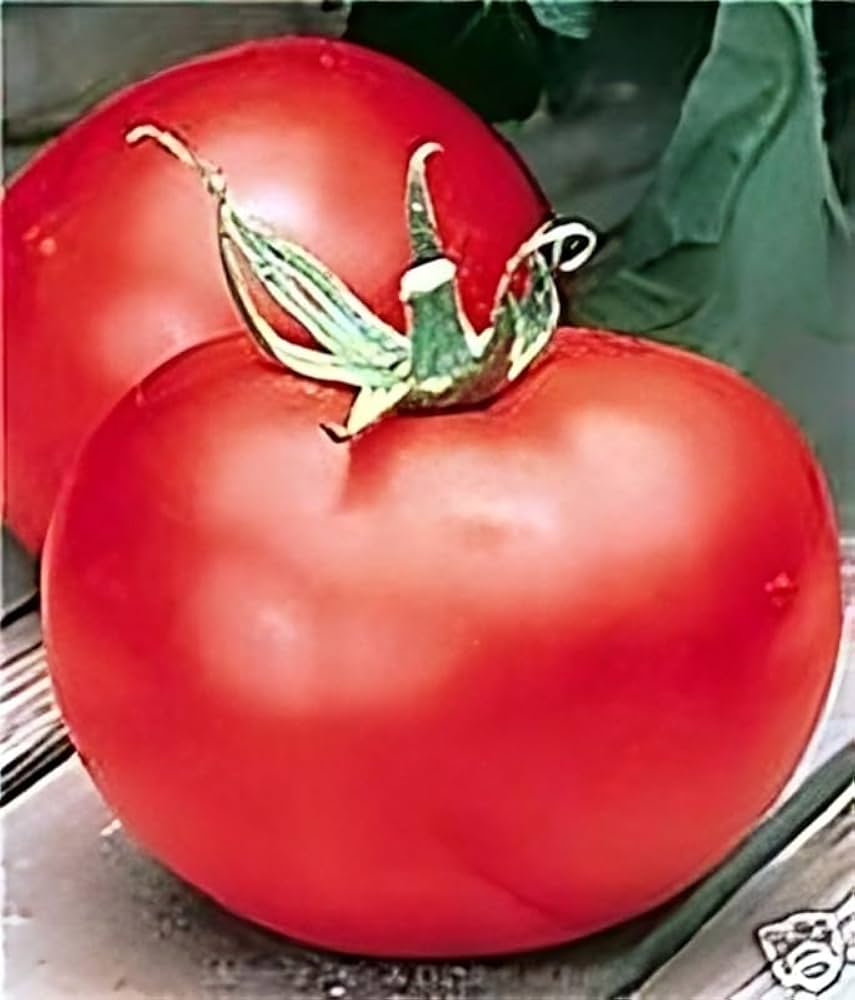 Besser Boy VFN Hybrid Tomato Seeds – Disease - Resistant Slicer Variety - Dharaseeds