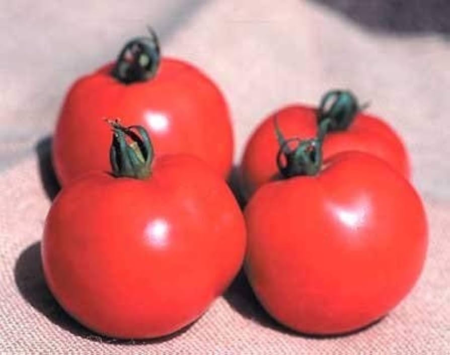 Besser Boy VFN Hybrid Tomato Seeds – Disease - Resistant Slicer Variety - Dharaseeds