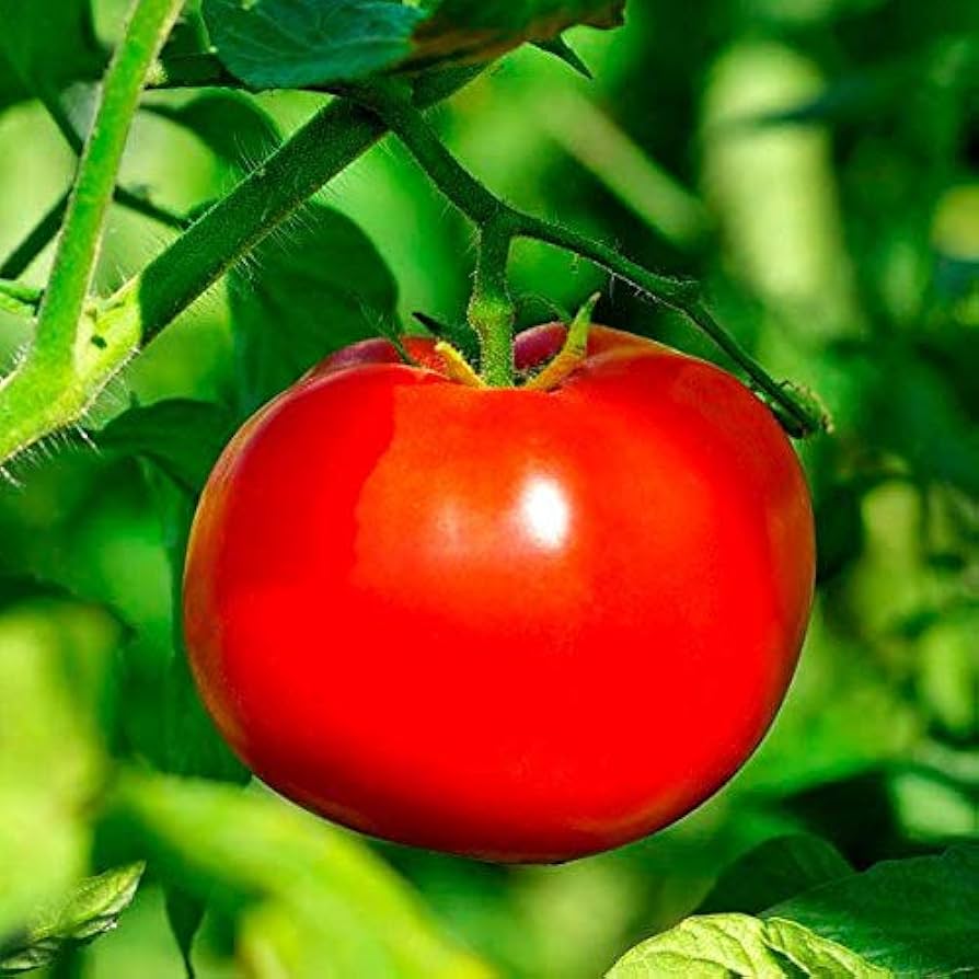 Besser Boy VFN Hybrid Tomato Seeds – Disease - Resistant Slicer Variety - Dharaseeds