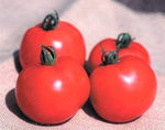 Besser Boy VFN Hybrid Tomato Seeds – Disease - Resistant Slicer Variety - Dharaseeds