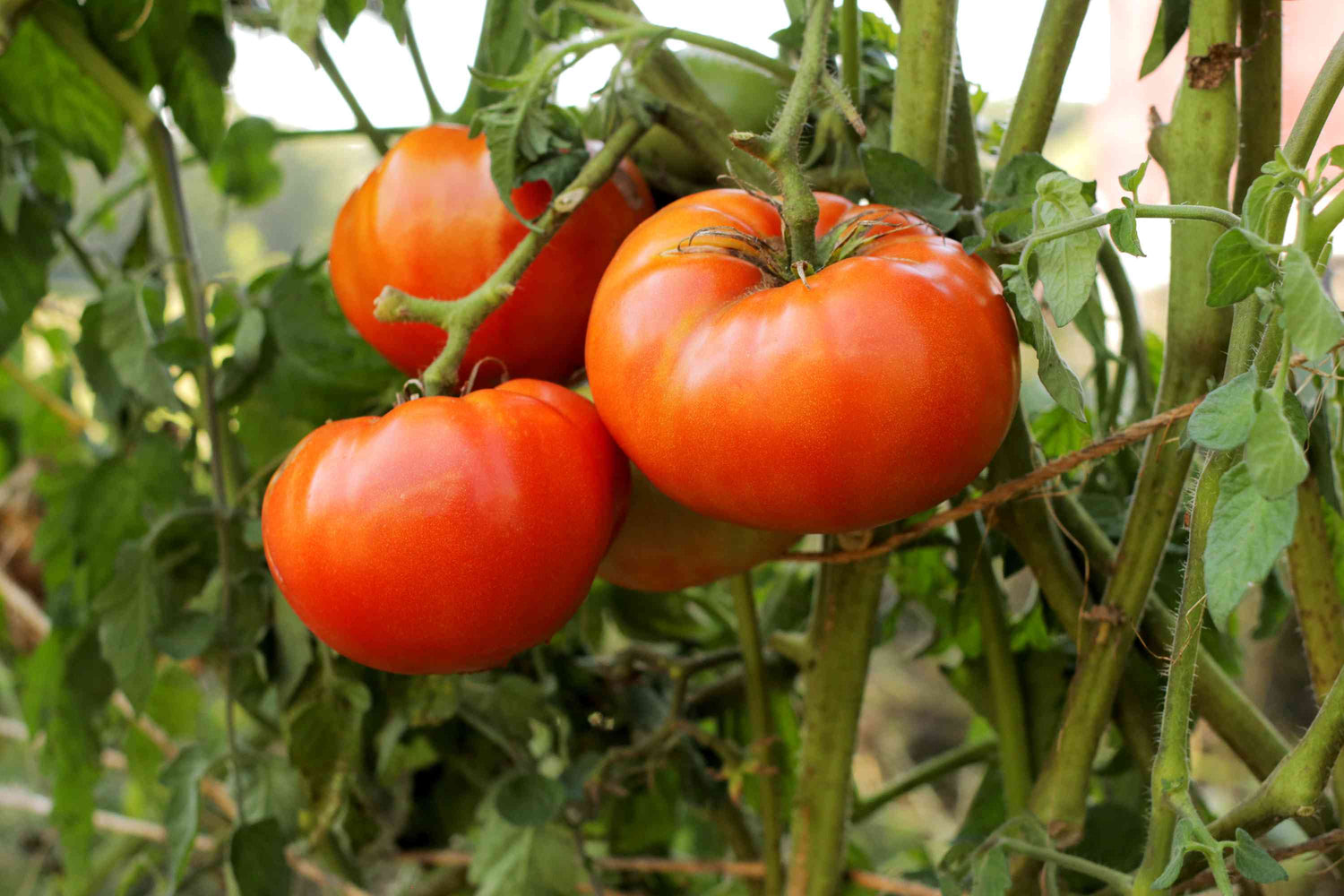 Big Boy Tomato Hybrid Vegetable Seeds for Planting
