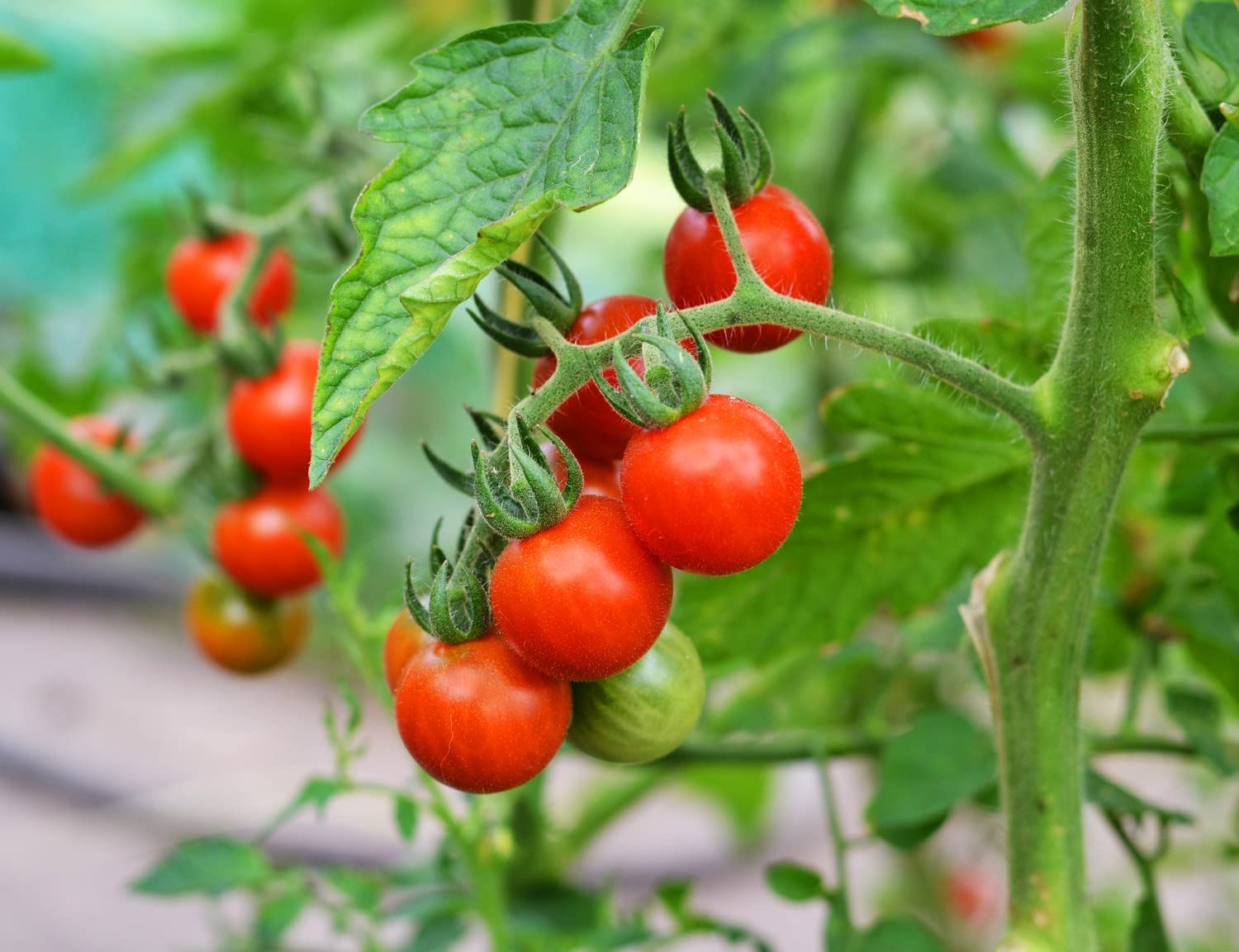 Better Bush VFN Hybrid Tomato Seeds – Compact Early Tomato for Container Gardens - Dharaseeds