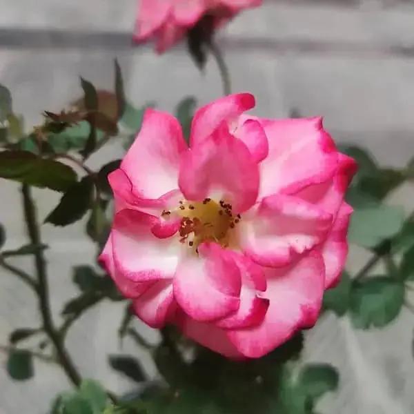 Betty Boop Rose Flower Seeds for Planting - Heirloom, Non-GMO Garden Seeds for Your Garden Dhara Seeds