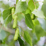 Fast-growing Betula Pendula tree seeds producing ornamental birch trees