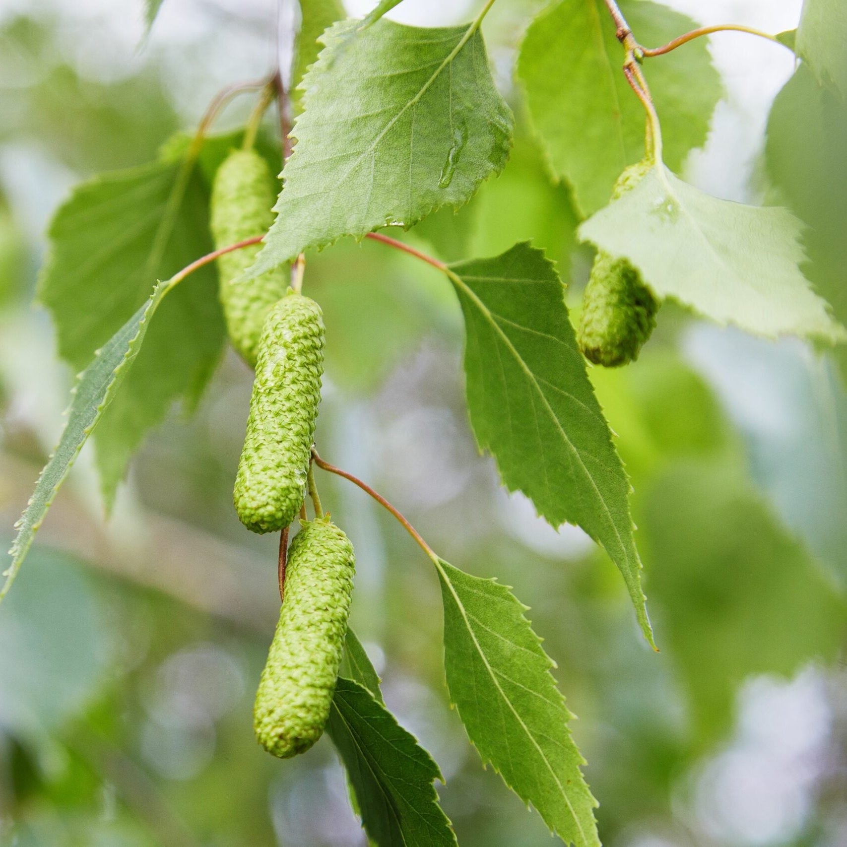 Fast-growing Betula Pendula tree seeds producing ornamental birch trees