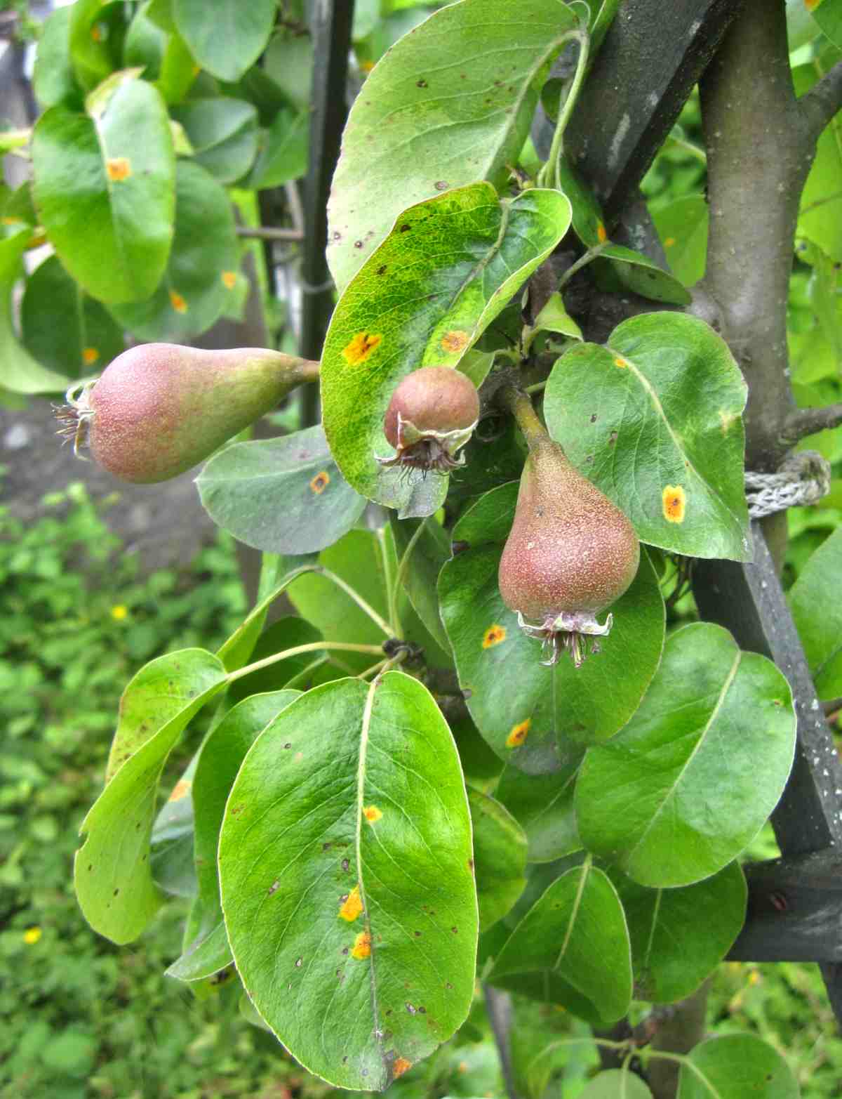 Vicar of Winkfield Pear (Pyrus communis 'Vicar of Winkfield') – Classic English Pear with Sweet, Juicy Flavor