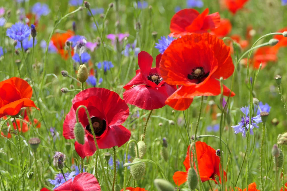 Poppy Seeds Turkish Tulip