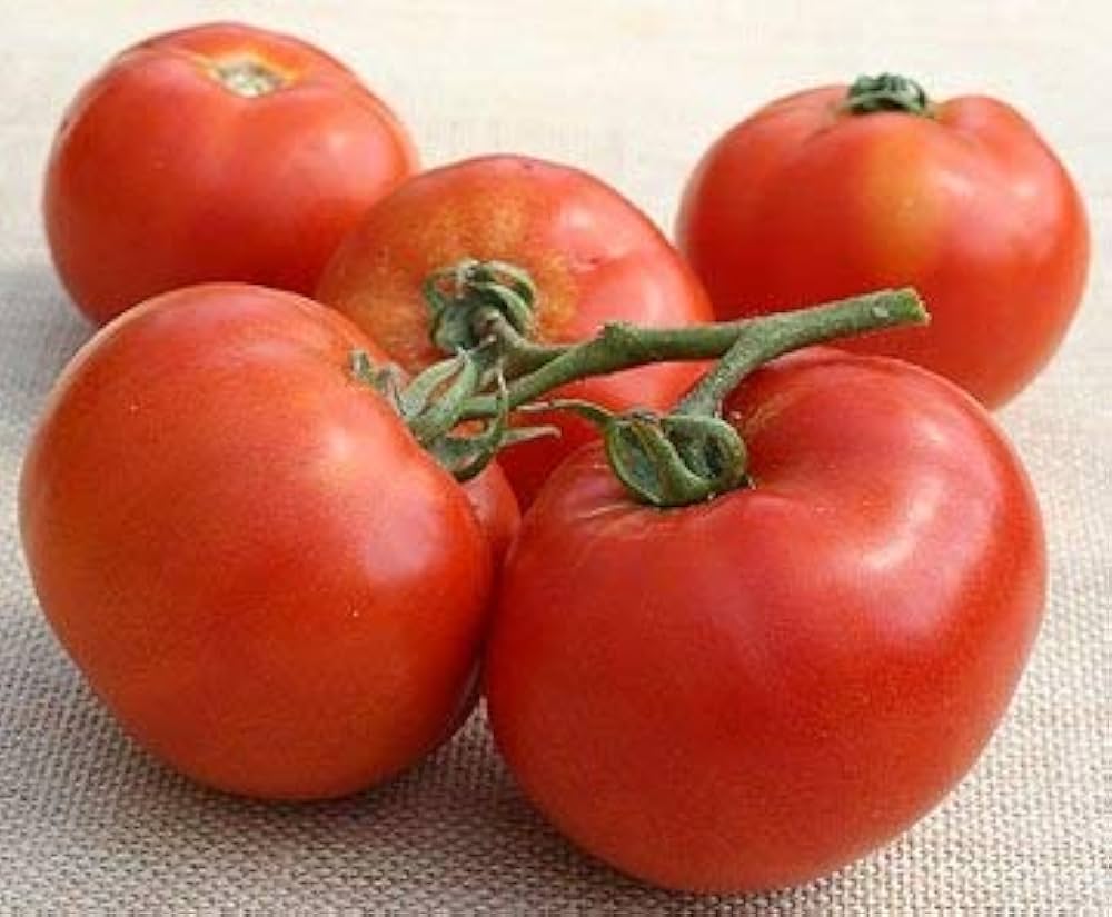 BHN 589 Hybrid Tomato Solanum lycopersicum vegetable seeds for planting in home garden containers - Dharaseeds