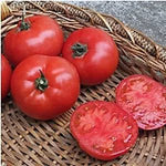 BHN 589 Hybrid Tomato Solanum lycopersicum vegetable seeds for planting in home garden containers - Dharaseeds