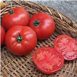 BHN 589 Hybrid Tomato Solanum lycopersicum vegetable seeds for planting in home garden containers - Dharaseeds
