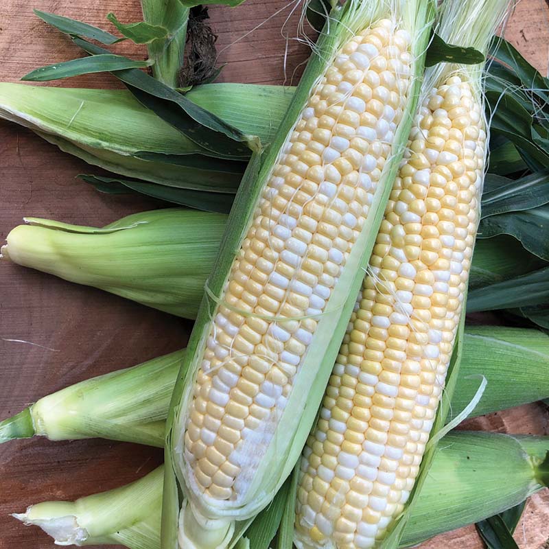 Bicolor sweet corn seeds for planting warm season corn