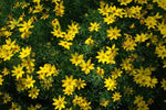 Bidens flower Bidens ferulifolia annual seeds for planting in home garden or sunny balcony containers - Dharaseeds