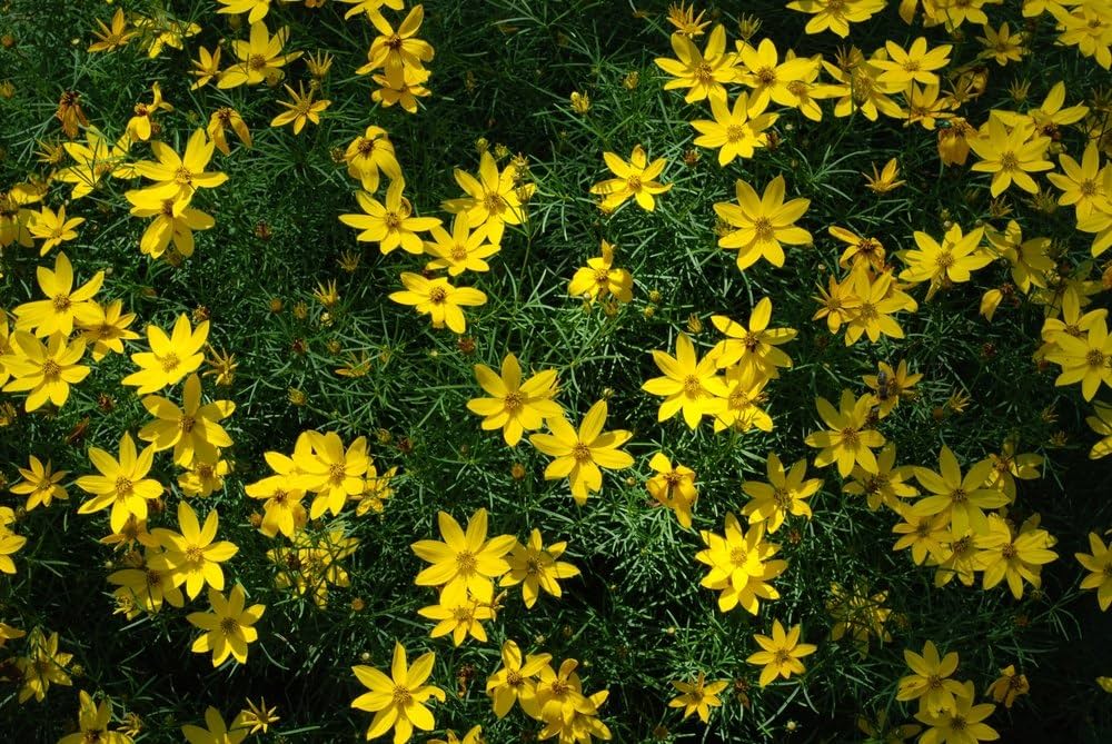 Bidens flower Bidens ferulifolia annual seeds for planting in home garden or sunny balcony containers - Dharaseeds