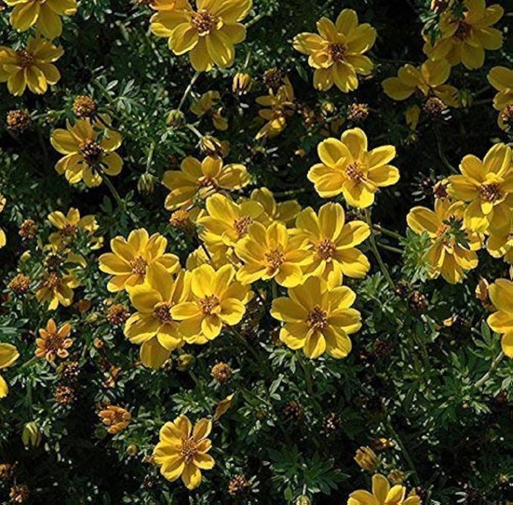 Bidens flower Bidens ferulifolia annual seeds for planting in home garden or sunny balcony containers - Dharaseeds