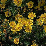 Bidens flower Bidens ferulifolia annual seeds for planting in home garden or sunny balcony containers - Dharaseeds