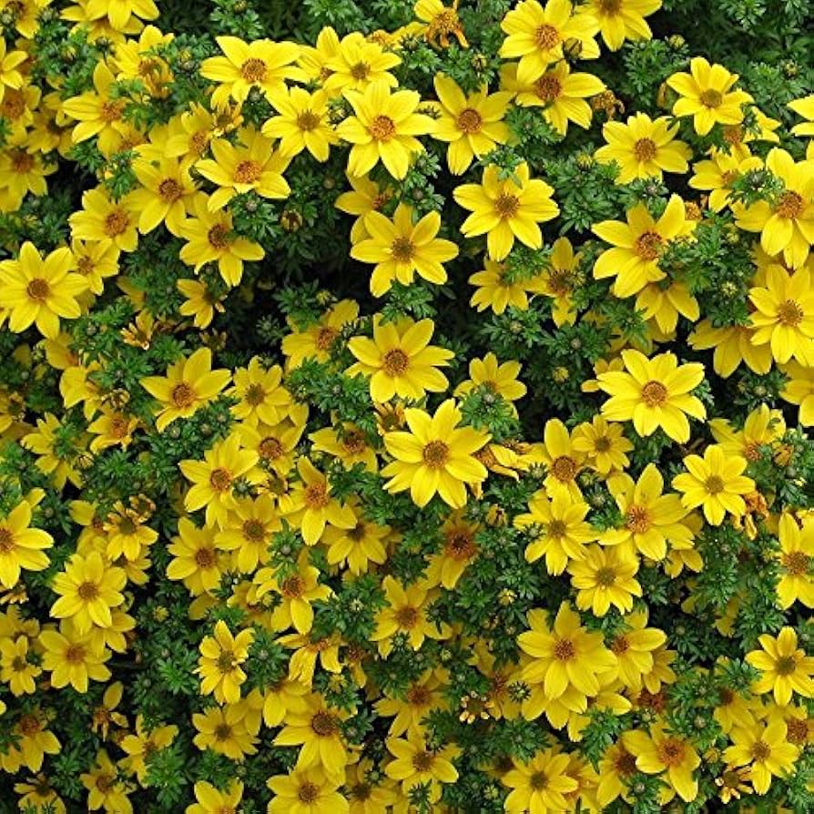 Bidens flower Bidens ferulifolia annual seeds for planting in home garden or sunny balcony containers - Dharaseeds