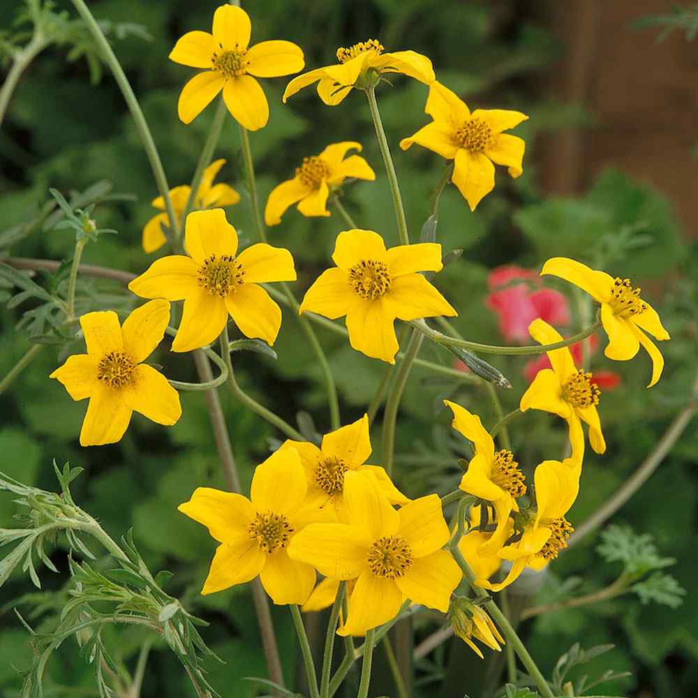 Bur Marigold Yellow Wildflower Plant Seeds