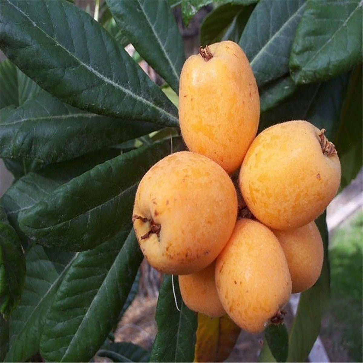 Big Jim Loquat seeds with planting instructions