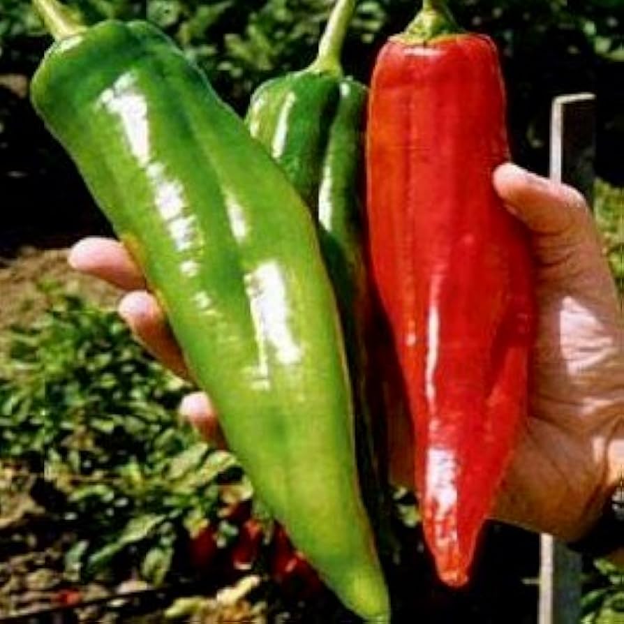 Big Jim pepper Capsicum annuum New Mexico heirloom vegetable seeds for planting in home garden or large pots - Dharaseeds