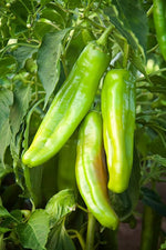 Big Jim pepper Capsicum annuum New Mexico heirloom vegetable seeds for planting in home garden or large pots - Dharaseeds