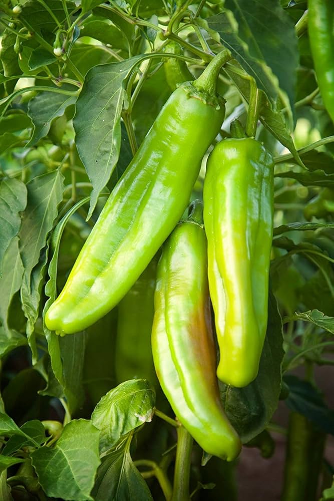 Big Jim pepper Capsicum annuum New Mexico heirloom vegetable seeds for planting in home garden or large pots - Dharaseeds