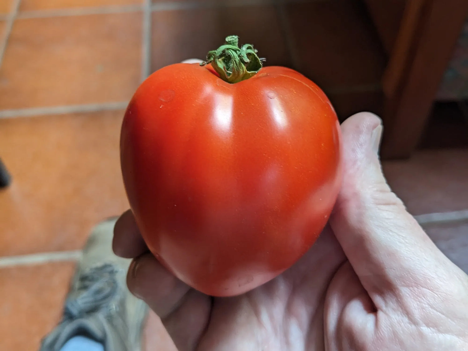 Mexican Silly Tomato Vegetable Seeds for Planting