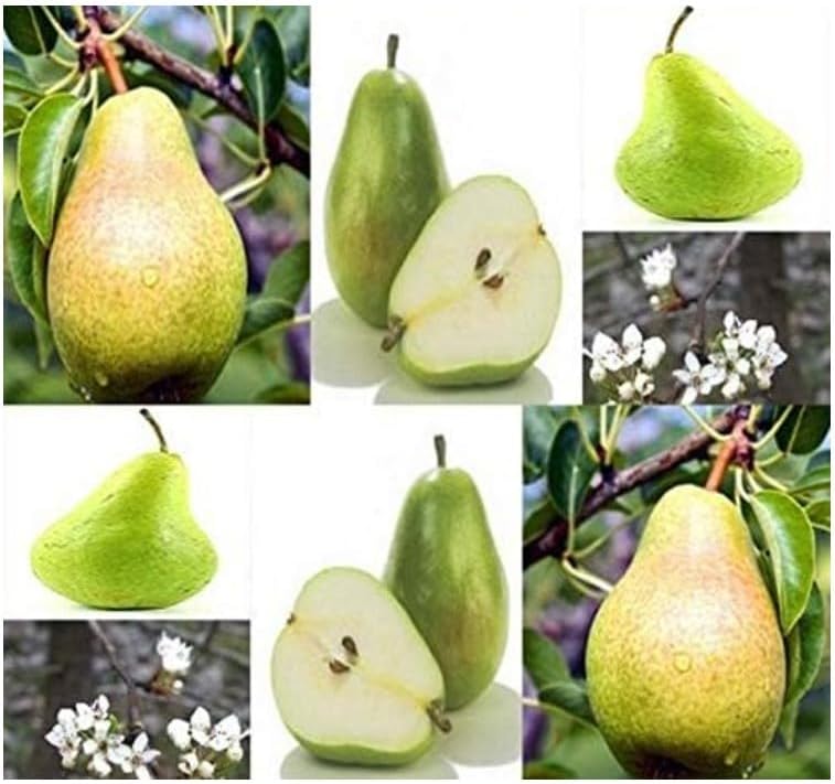 Big Max Heirloom Pumpkin Seeds – Extra - Large Pumpkins Ideal for Decorating or Baking - Dharaseeds